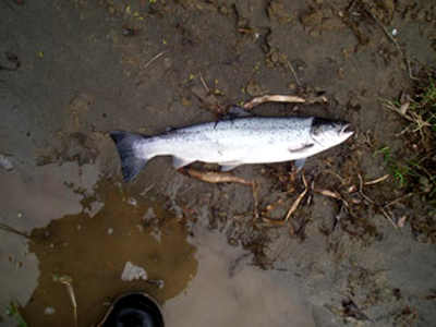 A fresh sewin in the 3lb class. If you are going to take a fish it is better of it's one like this - the smaller, fresher fish taste much nicer.