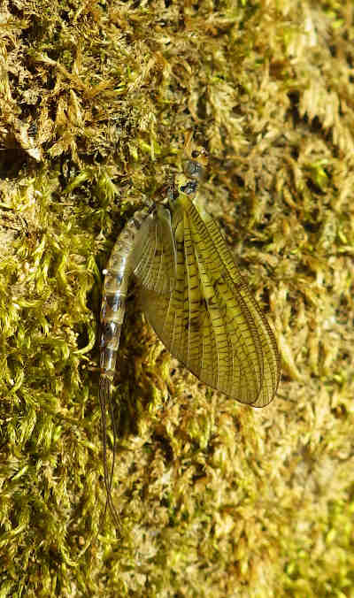 A June mayfly on a tree next to the River Arrow.