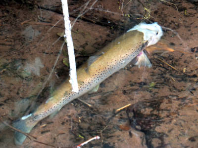 Distressing as it is to see trout in this state, fungal infections are a natural phenomenon in rivers. Cases tend to be more prevalent when spring water levels and temperatures have been low, as they were in 2015. Photo: Paul Reddish