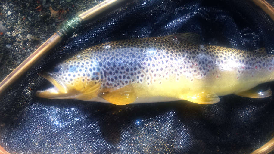 A magnificent 20" wild brown from the Llandewi beat on the Ithon, caught on the 28th June. It is sometimes surprising what can turn up on the smaller rivers. Photo: Brian Parkinson.