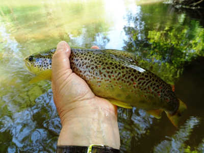 A nice wild brown from Monnow Valley