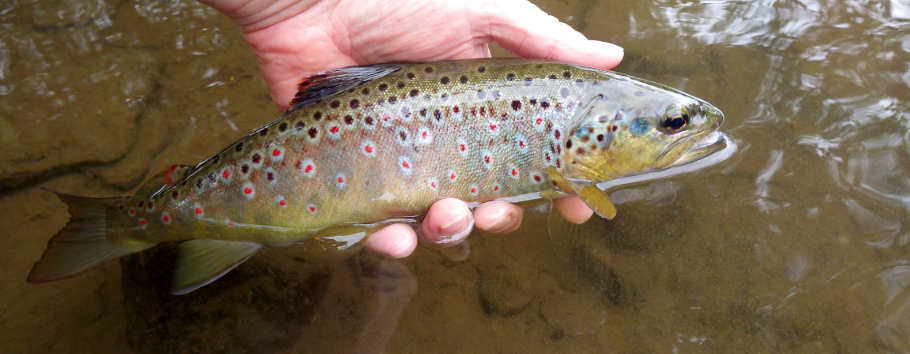 A June river Arrow trout