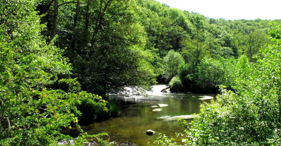 The Mowley Wood beat of the Arrow with its sizeable banks of ranunculus.