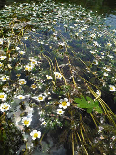 Ranunculus