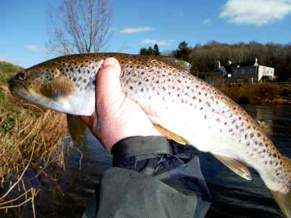 An early season brown trout from the lower Usk.