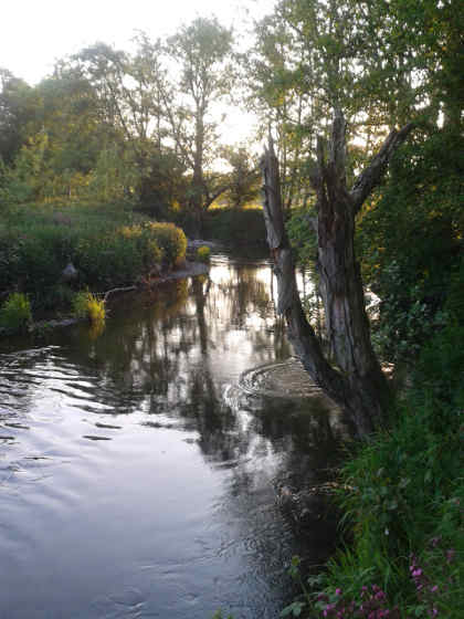 A trout rising to mayflies in the tail of a pool on the river Arrow. Presenting a fly effectively to fish lying in this position can be particularly challenging to the upstream fly fisher.