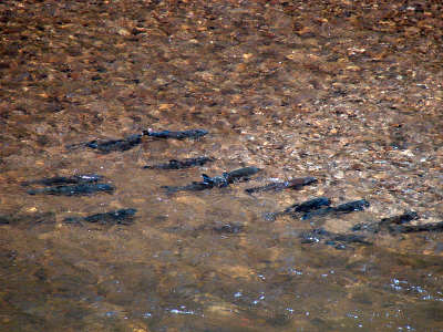 Chub spawning on the upper Wye in May. They can sometimes be elusive come the start of the season. Photo: Paul Reddish