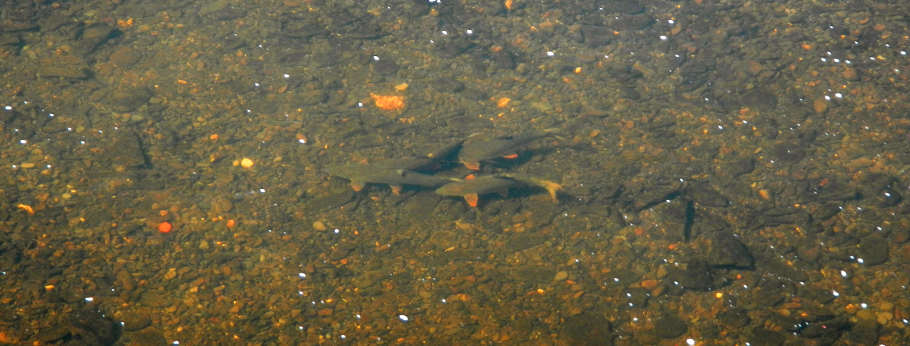 Most of the Wye barbel will have finished spawning by June 16th