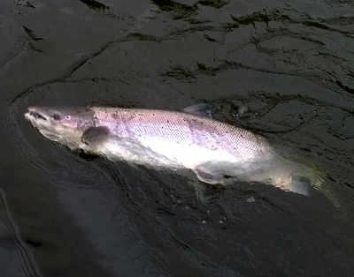 A 16lb fish ready for the net on the Gromain beat