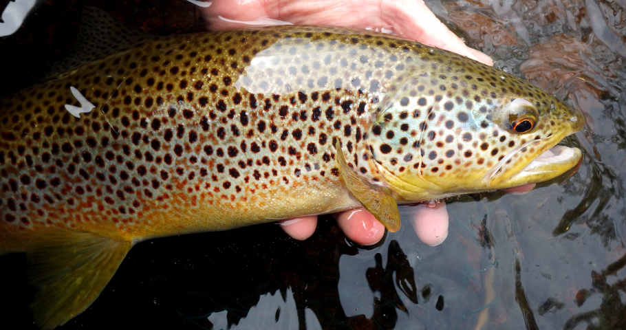 The kind of trout the upper Usk has been producing in May
