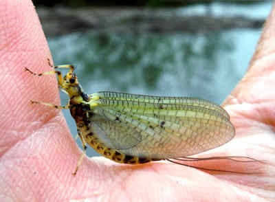 Monnow, 2nd May - the first true mayfly