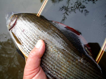 A good grayling from Eyton