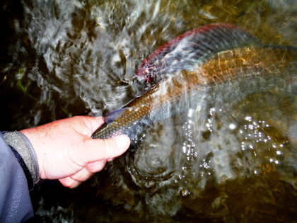 A cock grayling from the Irfon displaying his spectacular dorsal fin