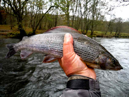 An Irfon grayling caught in high water