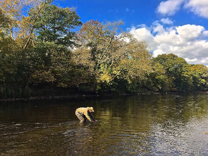 Martin Bowler releasing a grayling on the upper Wye