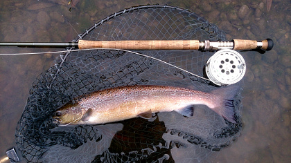 A 3lb Wye grilse from Severn Sisters at the beginning of October