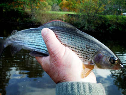 A Monnow grayling displaying its distinctive blue sheen and below, a smaller one from the Dore, one of the Monnow's tributaries