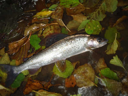 a smaller grayling from the Dore, one of the Monnow's tributaries