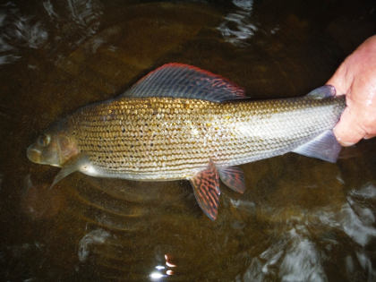 A large grayling from the upper Wye