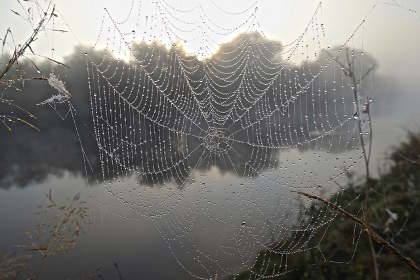 Misty Morning