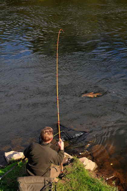 Playing a good Wye barbel in September