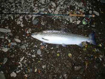 Seatrout