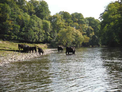 Higher water on the upper Wye in September carried a darker stain