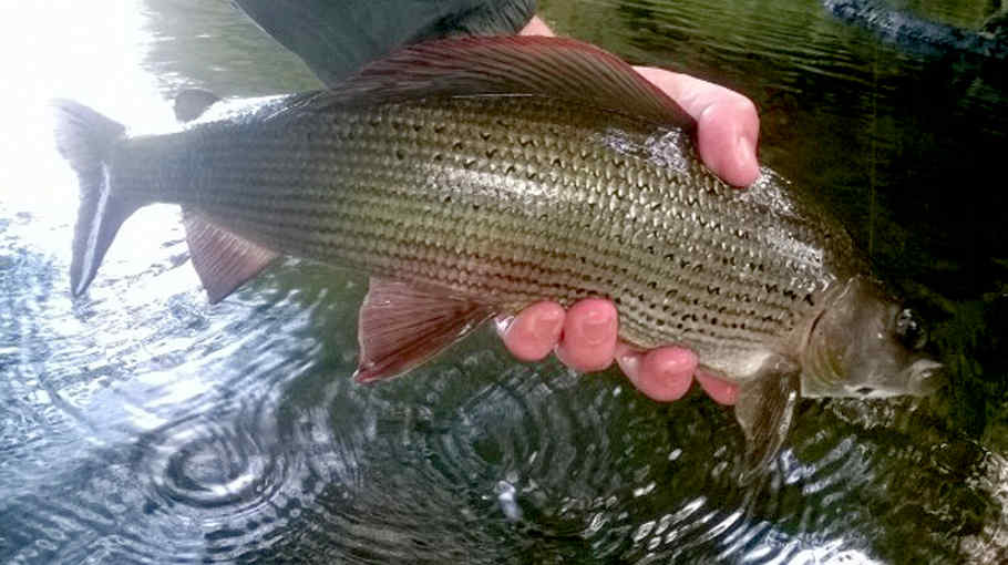 The 20inch grayling caught at Doldowlod on the 16th September. Photo: Phil Bullock