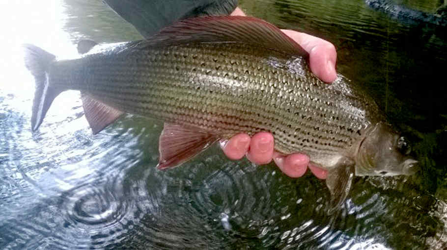 A lovely fish from a tributary of the River Monnow in England