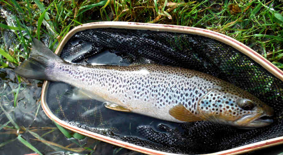 Oliver's last Usk trout of the season