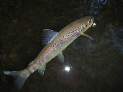 Wild brown from a Forest of Dean stream