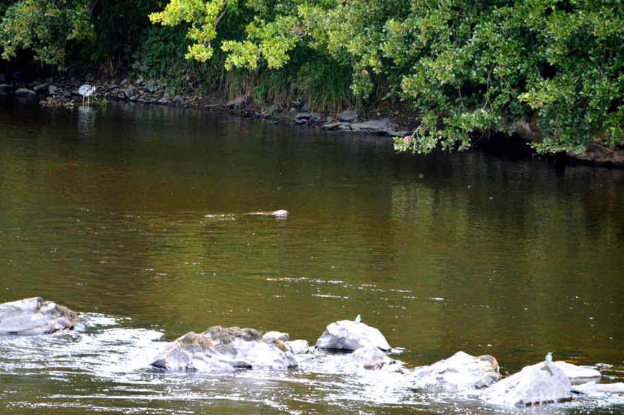 'Predators pool' on the upper Wye at Pwll-y-Faedda. From top left to bottom right: heron; otter, kingfisher x2.