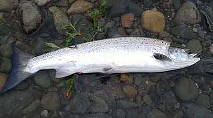 The Upper Bigsweir beat had its first fish of the season
		on 22nd April, a 15lb springer to Nathan Jubb on a Cascade tube