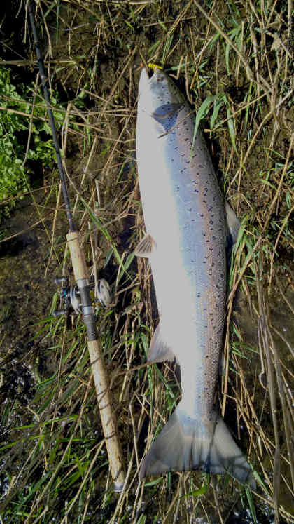 A 27lb Wye springer that was landed from the Lower
		Llanstephan beat on the upper Wye in April.