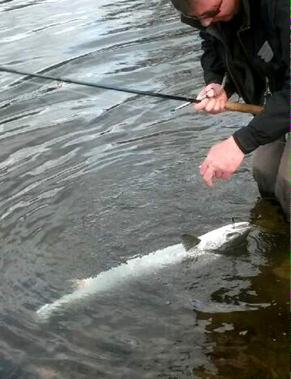 Simon Jones with a fresh April springer from the Trostre
		beat on the Usk.