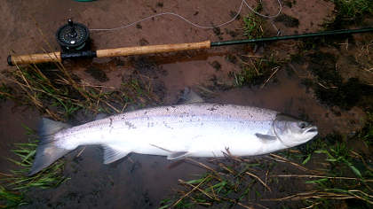 Monkswood's (Usk) first fish of the season - a fresh 14lber
		that fell to a 1 inch black and yellow tube on 14th April.