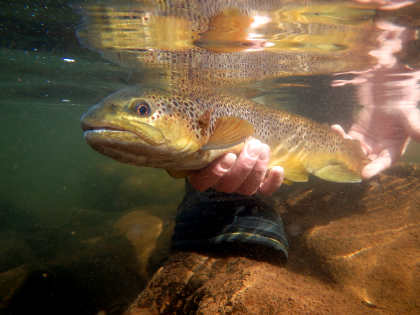 A 3lb April brown from the Usk