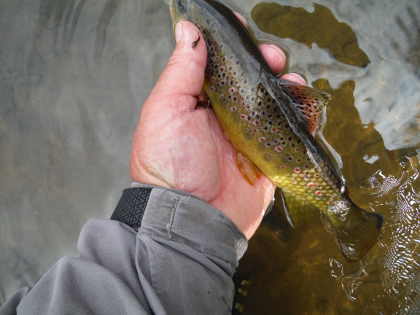 Bideford brook trout - note the nymph on the angler's thumb!