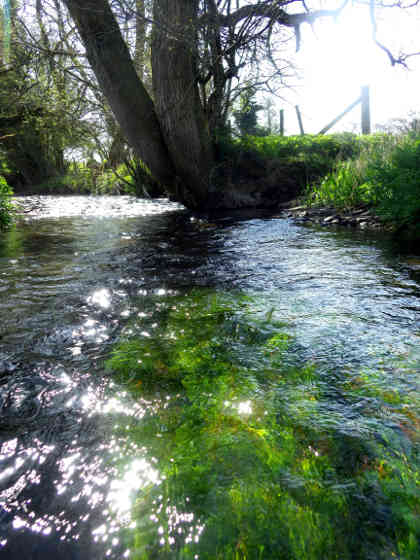 The Arrow in April - some of the upland streams have had a slow start in the cold spring