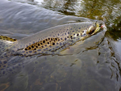 A nice upper Wye April trout that fell to a nymph