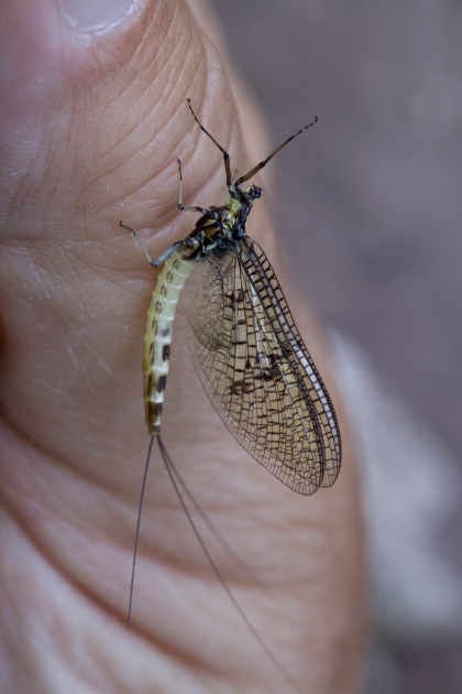 Mayfly (Ephemera danica)