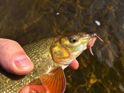 micro barbel