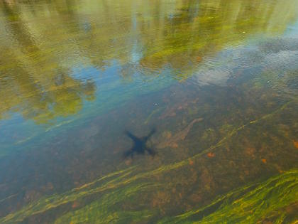 Barbel don't seem to mind being photographed by a drone!