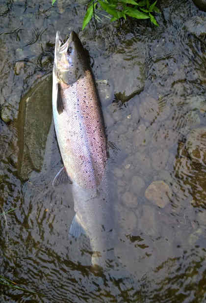 August fish from the upper Wye