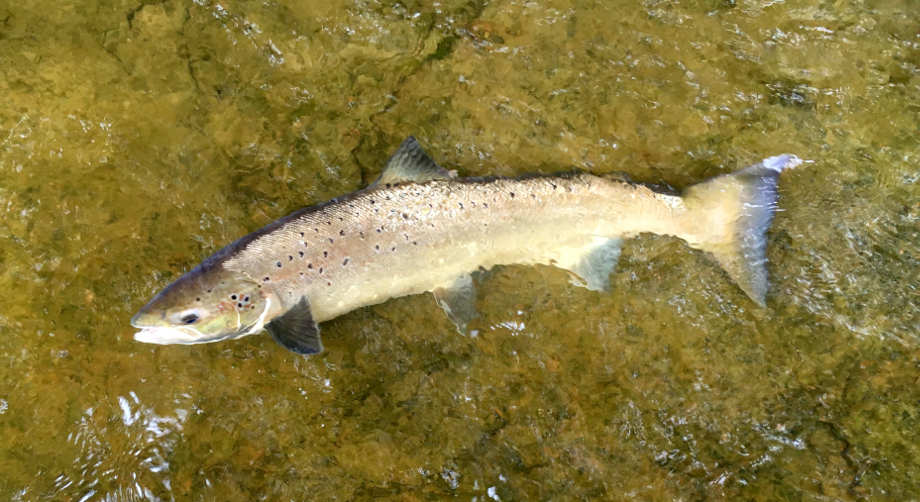 A 13lbs fish caught by Robert Wheatcroft on a Red Frances on the 25th August. The fish came from Glangwy on the Rectory beat of the upper Wye.