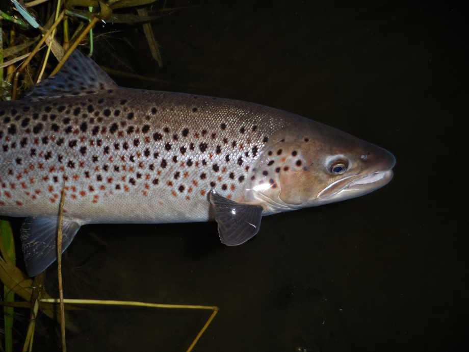 River Towy – brown trout fishing – Capturedonline