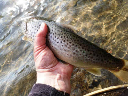 A nice Irfon trout