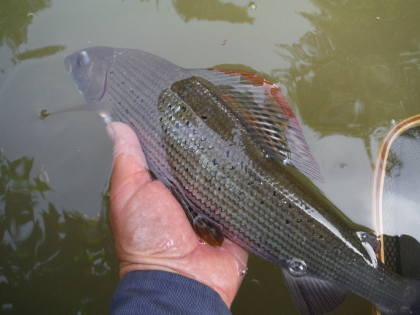 A good Lugg grayling from the Lyepole beat.