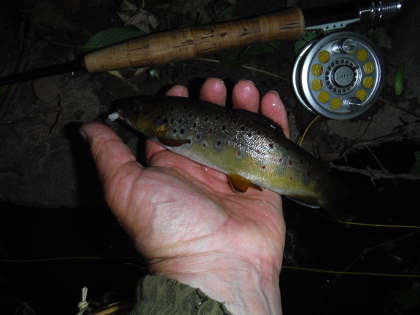 Bideford brook - trout under the trees