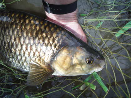 A Wye chub taken on a Deer Hair Emerger